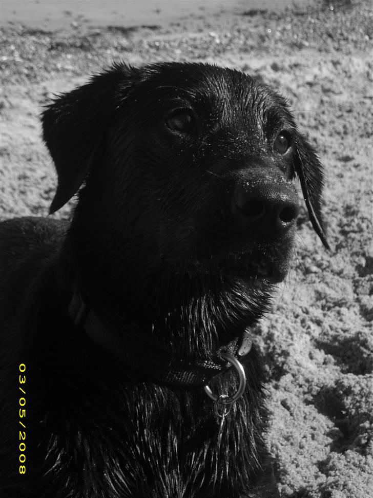 Labrador retriever Maya - En smuk strandhund<3 billede 1