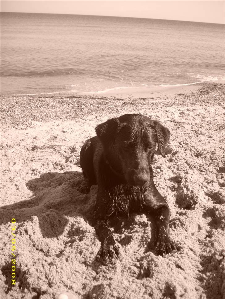 Labrador retriever Maya - "Hvor er min bold?" billede 2