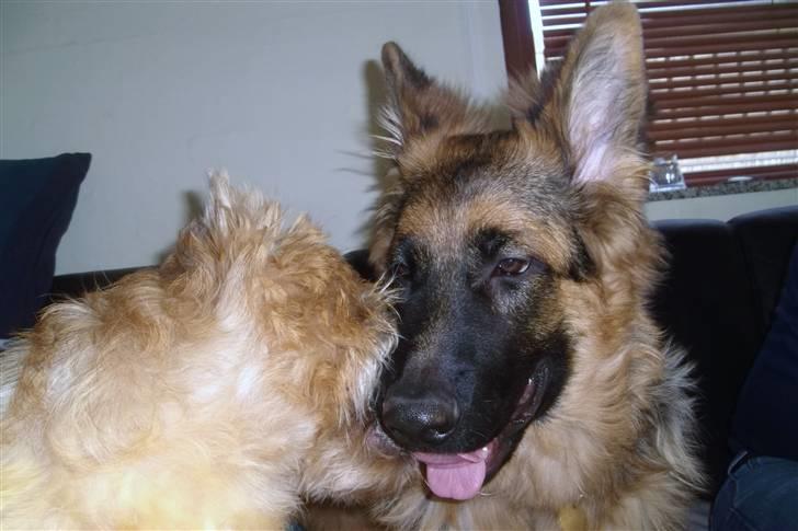 Schæferhund Victor - Det  bare dejligt at nusse med Fidel ;o) billede 6