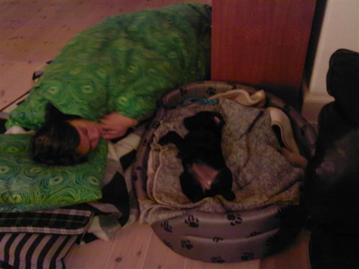 Labrador retriever Maya - Aftenen da jeg var kommet hjem med hende. :D billede 3