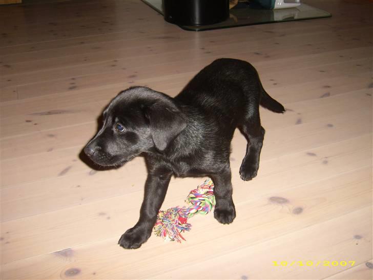 Labrador retriever Maya - Min lille skønhed - nogle dage efter jeg havde fået hende. billede 4