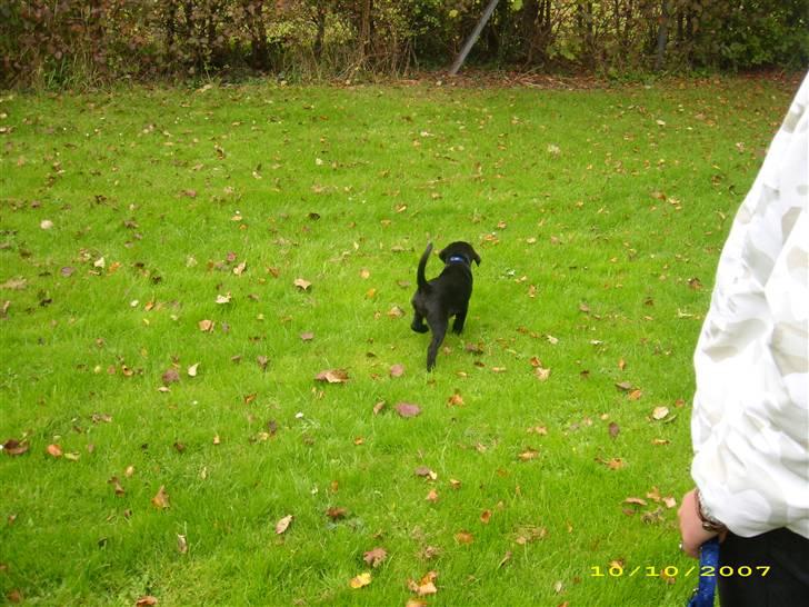 Labrador retriever Maya - Ud på sin ALLER første tur. :D billede 5