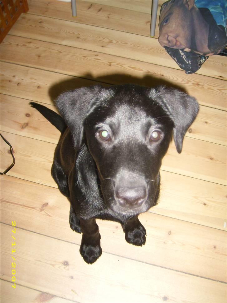 Labrador retriever Maya - Ca. 3månederr gammel<3 billede 6