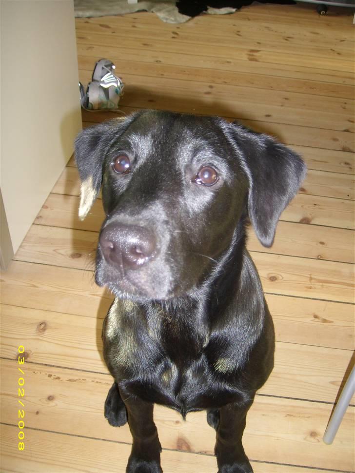 Labrador retriever Maya - Ca. ½ år gammelt. <3 billede 7