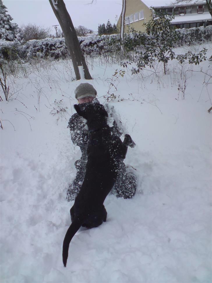 Labrador retriever Maya - Min lille snehund - hun elsker bare at lege i sneen med min veninde og mig. :b billede 8