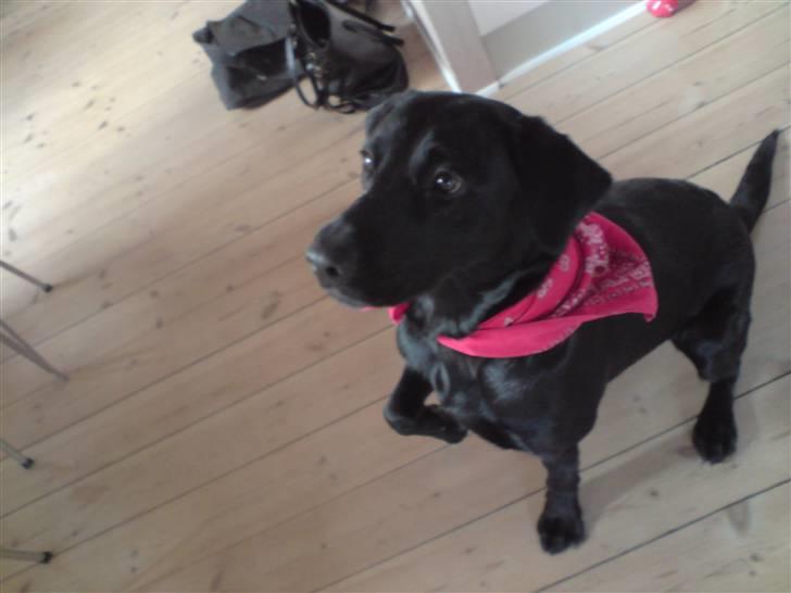 Labrador retriever Maya - Maya med sit fine tørklæde. :) billede 9