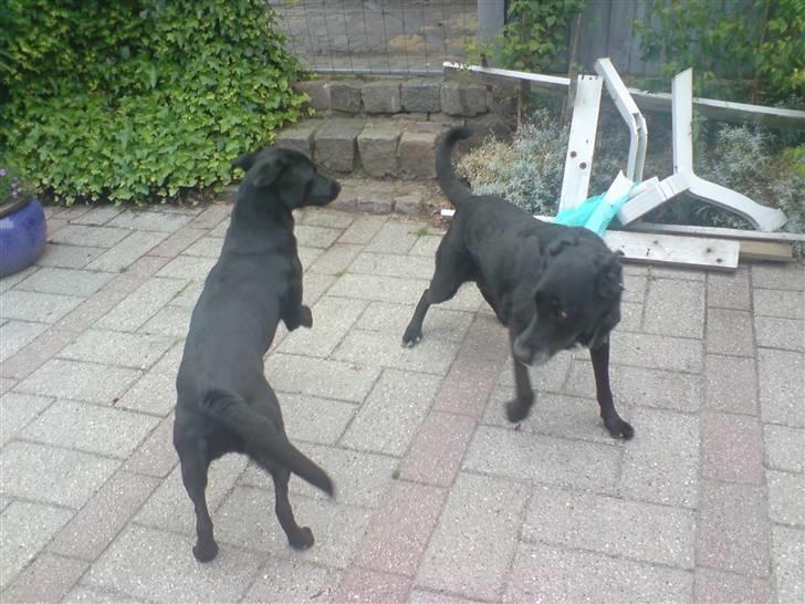 Labrador retriever Maya - Maya som leger med Nahla (min 10 år gamle hund som boede hos min farmor og farfar, hun blev desværre aflivet efterårsferien 2008. :´/ ) billede 10