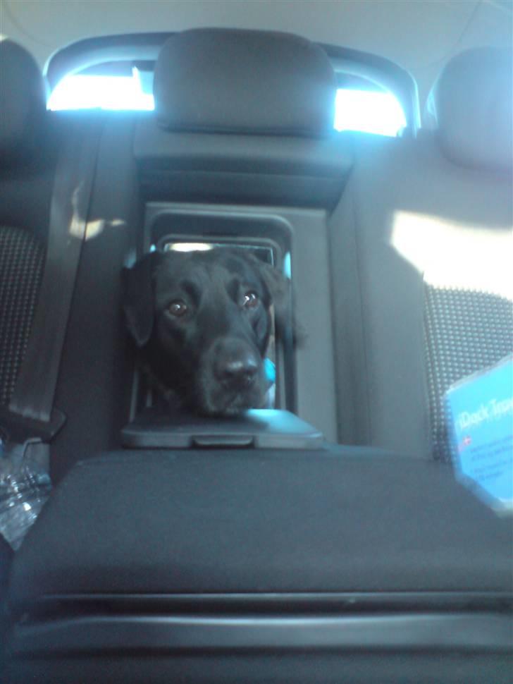 Labrador retriever Maya - Ude og køre en tur. :D billede 11