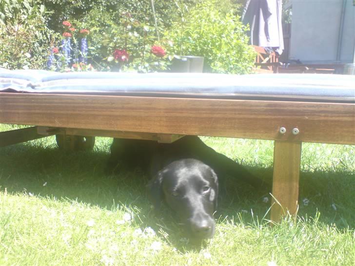Labrador retriever Maya - Sommeren var ret varmt, så hun fandt hurtigt ud af hvor skyggen var. :) billede 12