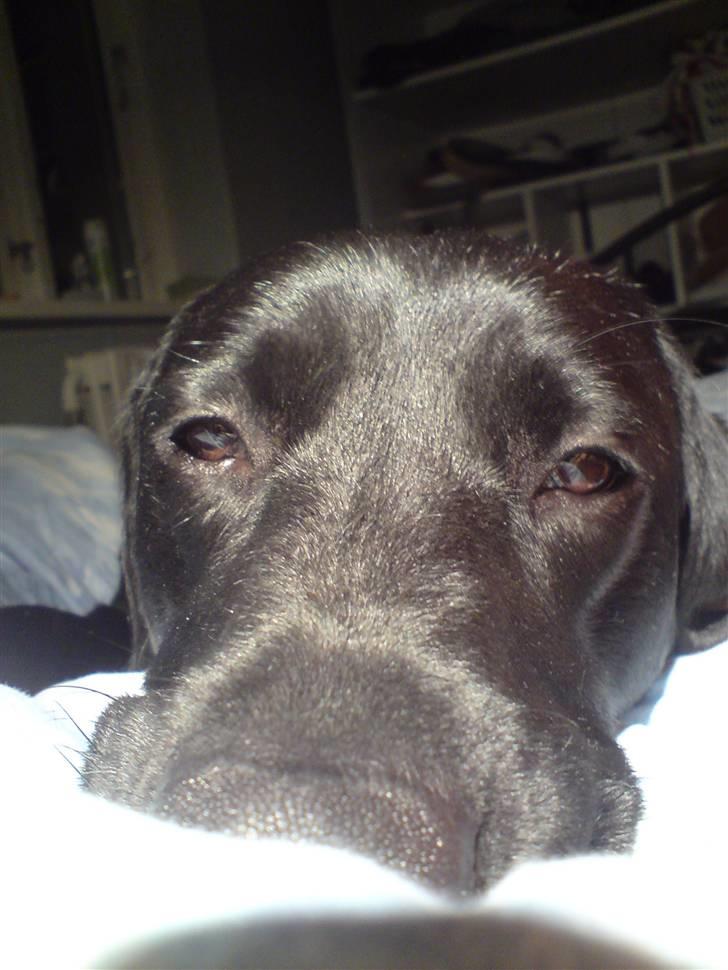 Labrador retriever Maya - En træt lille hund<3 billede 13