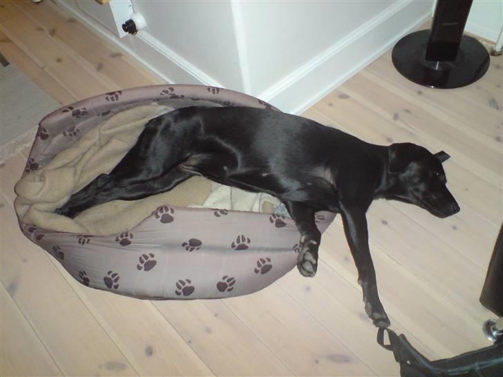 Labrador retriever Maya - Hun kan aldrig ligge i sin kurv.  billede 14