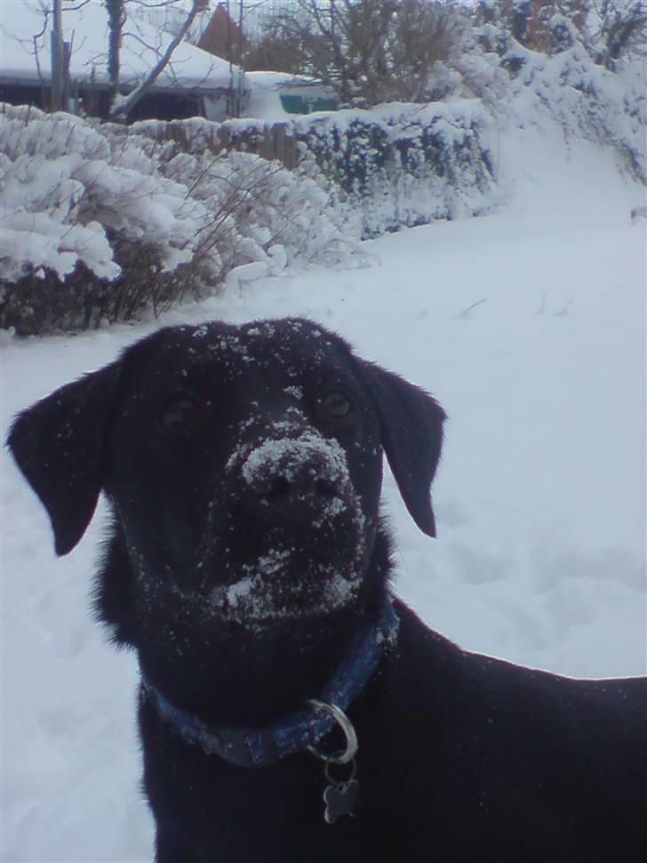 Labrador retriever Maya - En smuk hund <3 billede 15