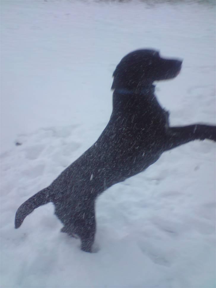 Labrador retriever Maya - "Yeah, SNE!! " billede 16