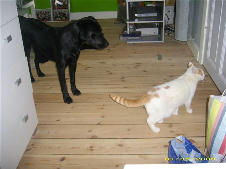 Labrador retriever Maya - Maya og Sara - Sara kan kun lide Maya indimellem. :b billede 17