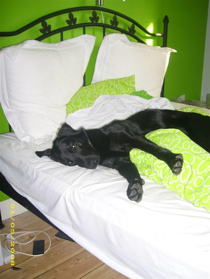 Labrador retriever Maya - Én hund som ikke vil ud af sengen. billede 19