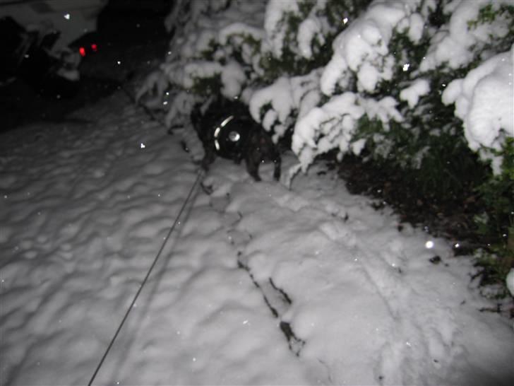 Fransk bulldog Mahjongs Tyson billede 19