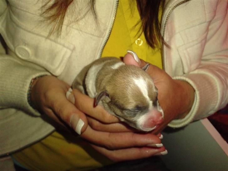 Blanding af racer aya(amstaff/ambull) billede 4