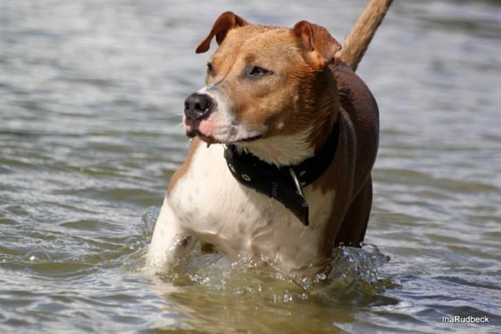 Blanding af racer aya(amstaff/ambull) billede 8