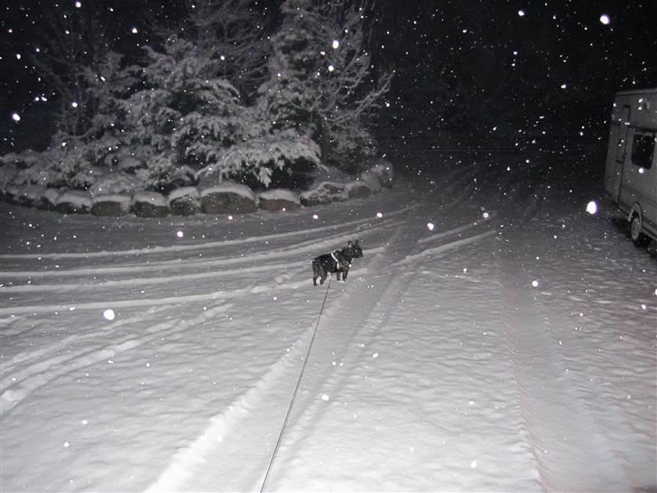 Fransk bulldog Mahjongs Tyson billede 20