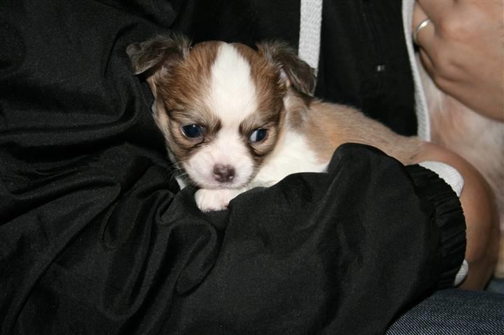 Chihuahua Maslaks Ada - 32 dage gammel billede 11