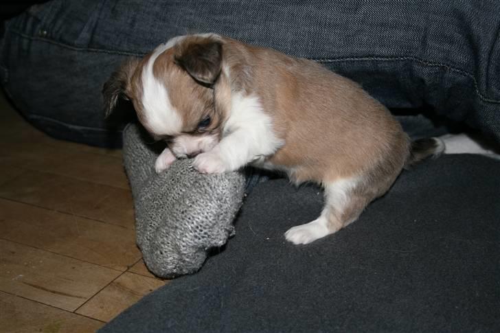 Chihuahua Maslaks Ada - 32 dage gammel billede 12