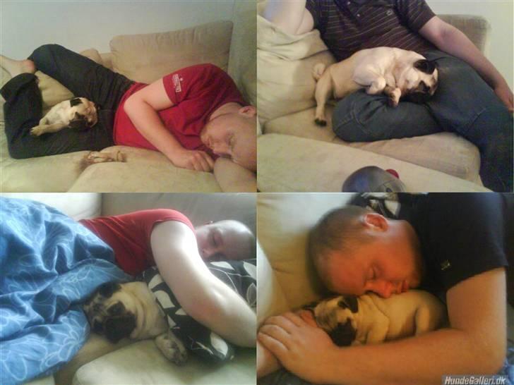 Mops Gilbert - Gilbert og far! billede 14