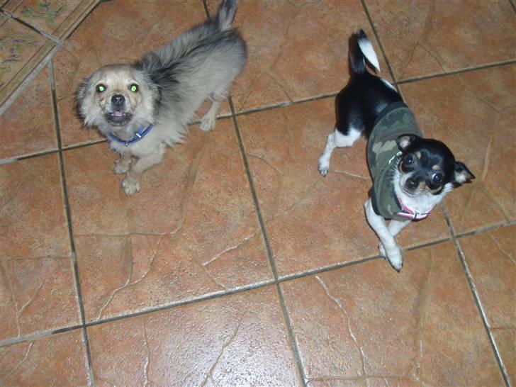 Blanding af racer Gizmo billede 6