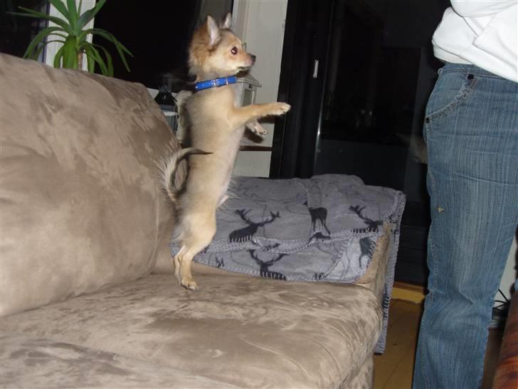 Blanding af racer Gizmo billede 7