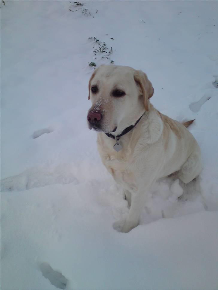 Labrador retriever Lucka - 21/12-09 . Min elskede prinsesse i sneen . :) billede 14