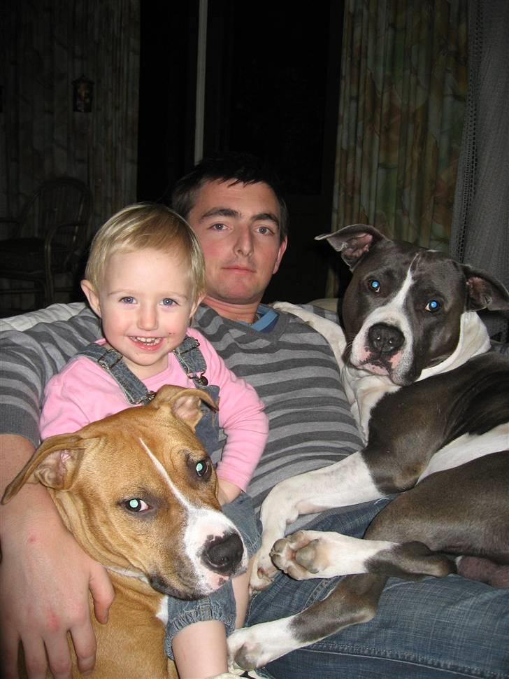 Amerikansk staffordshire terrier Great Vikings Niño - Oktober 2009. billede 19