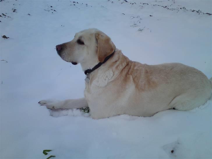 Labrador retriever Lucka - 21/12-09 - I sneen  billede 15