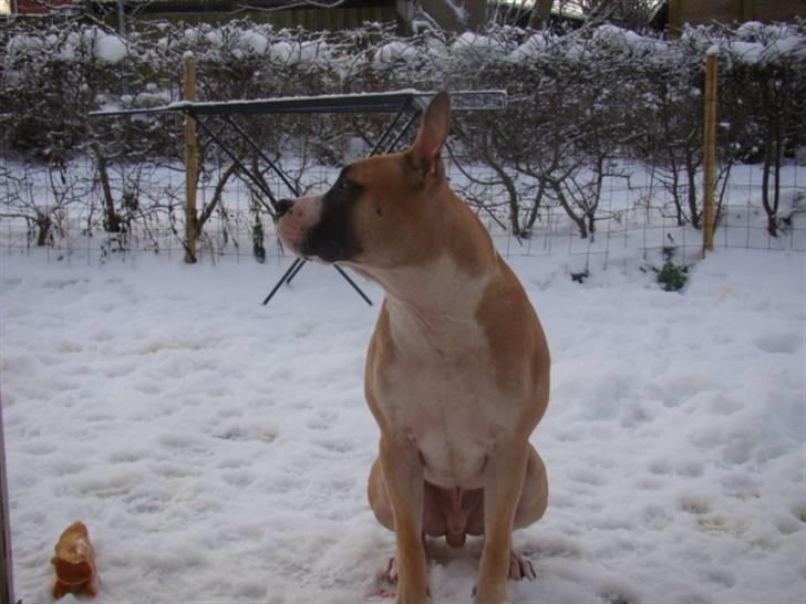 Amerikansk staffordshire terrier Bobby - lidt størrer og lidt ældre :) ca 10mdr. billede 6
