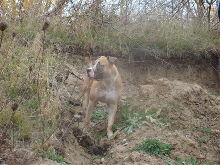 Amerikansk staffordshire terrier Bobby billede 7