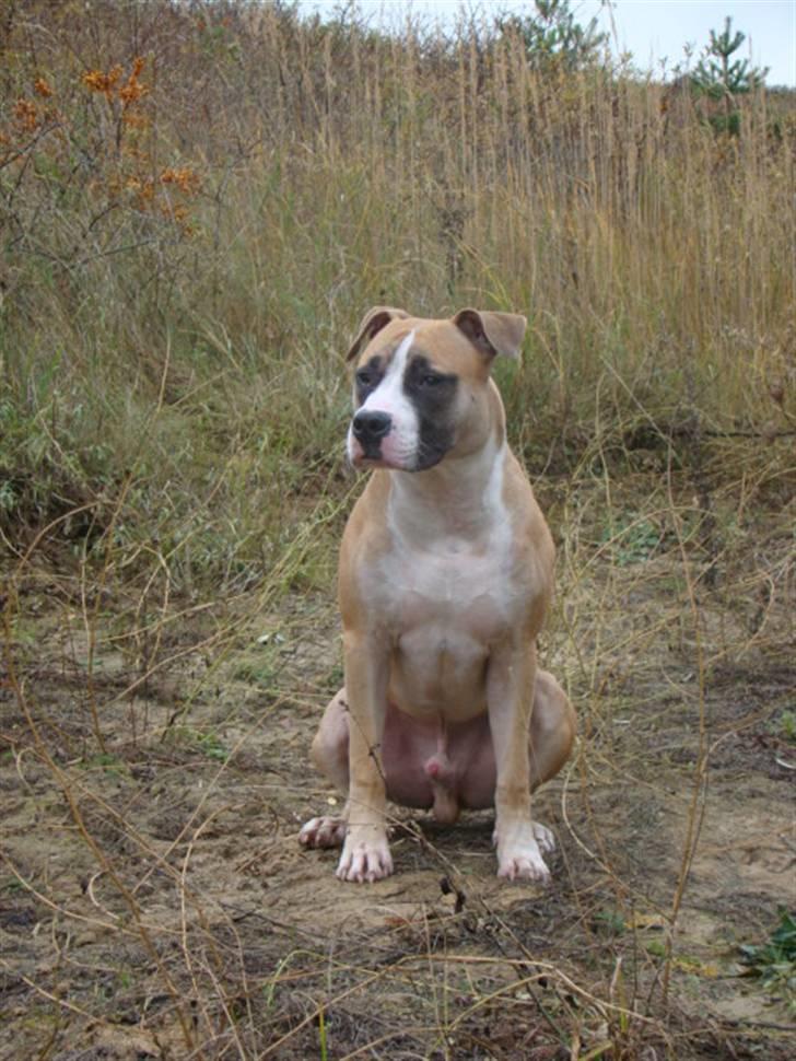 Amerikansk staffordshire terrier Bobby billede 8