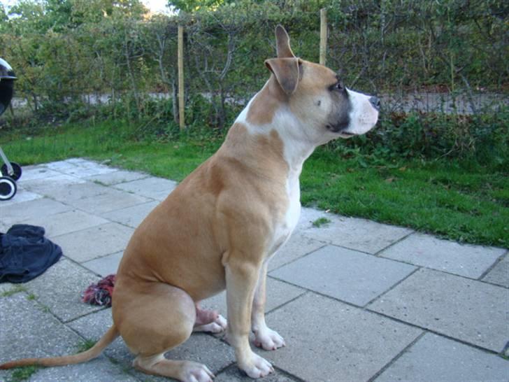Amerikansk staffordshire terrier Bobby billede 9