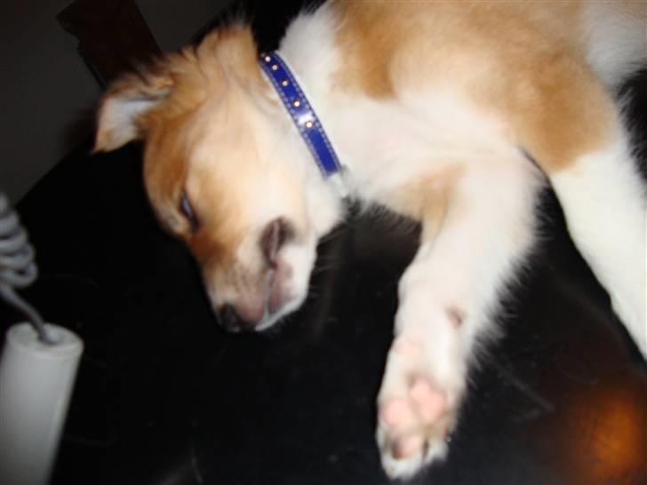 Blanding af racer Laci billede 12