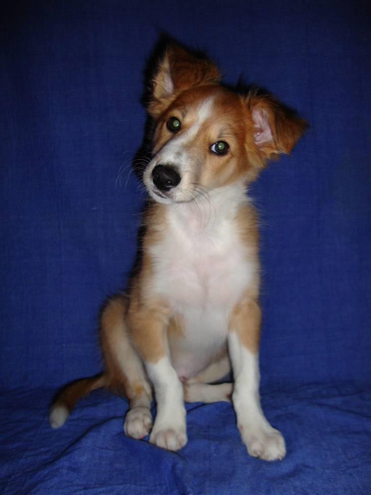 Blanding af racer Laci billede 13