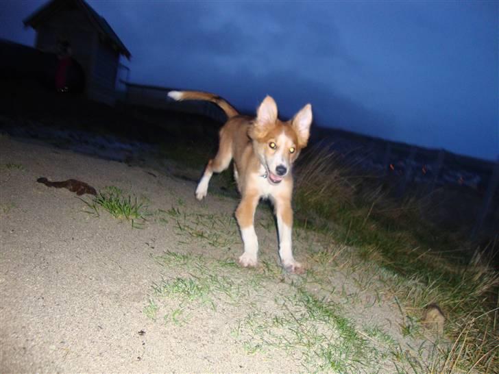 Blanding af racer Laci billede 14