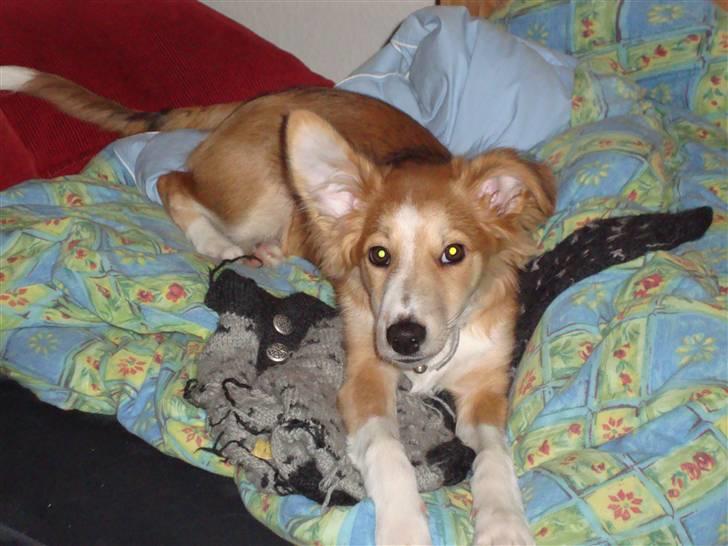 Blanding af racer Laci billede 15