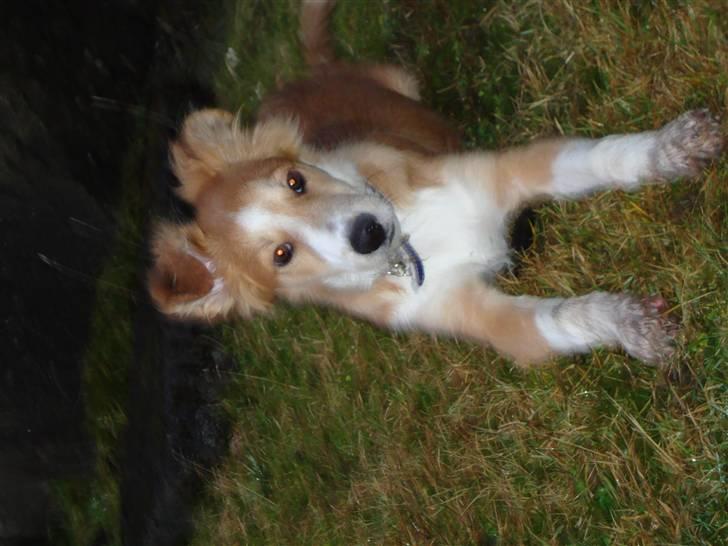 Blanding af racer Laci billede 16