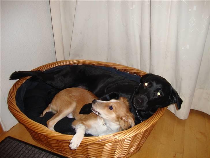 Blanding af racer Laci billede 17