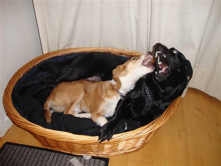 Blanding af racer Laci billede 18