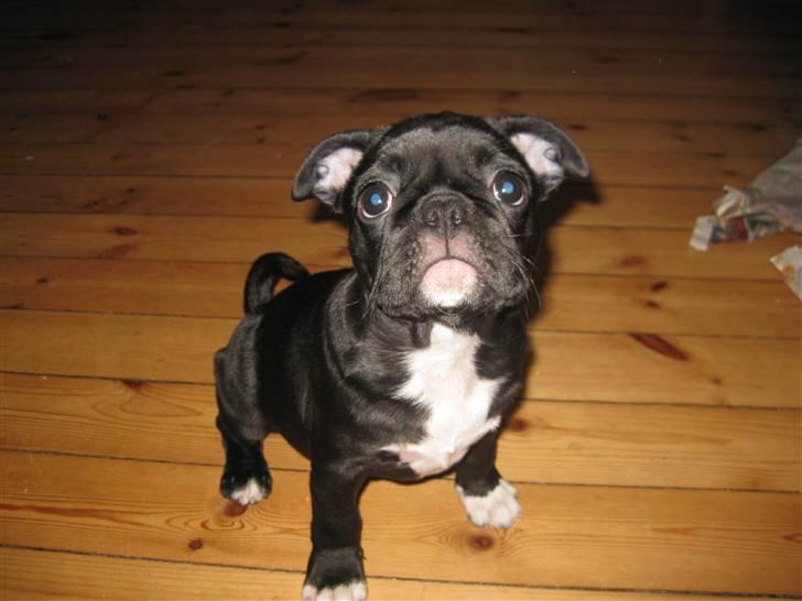 Blanding af racer Bertha Mops/Fr.bulldog billede 1