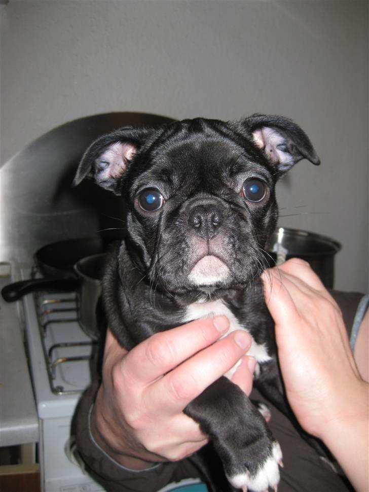 Blanding af racer Bertha Mops/Fr.bulldog billede 2