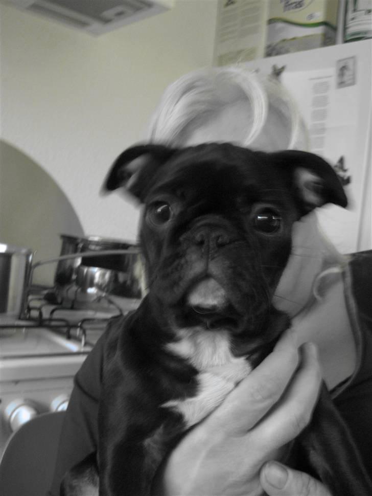 Blanding af racer Bertha Mops/Fr.bulldog billede 3