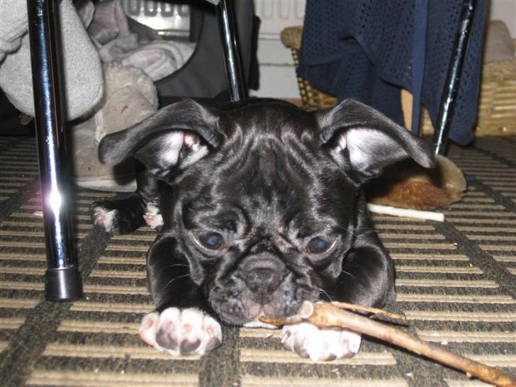 Blanding af racer Bertha Mops/Fr.bulldog billede 4