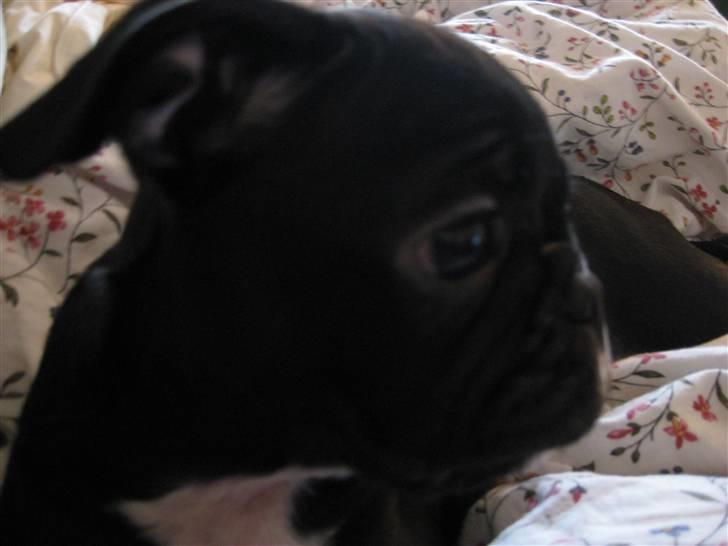 Blanding af racer Bertha Mops/Fr.bulldog billede 5