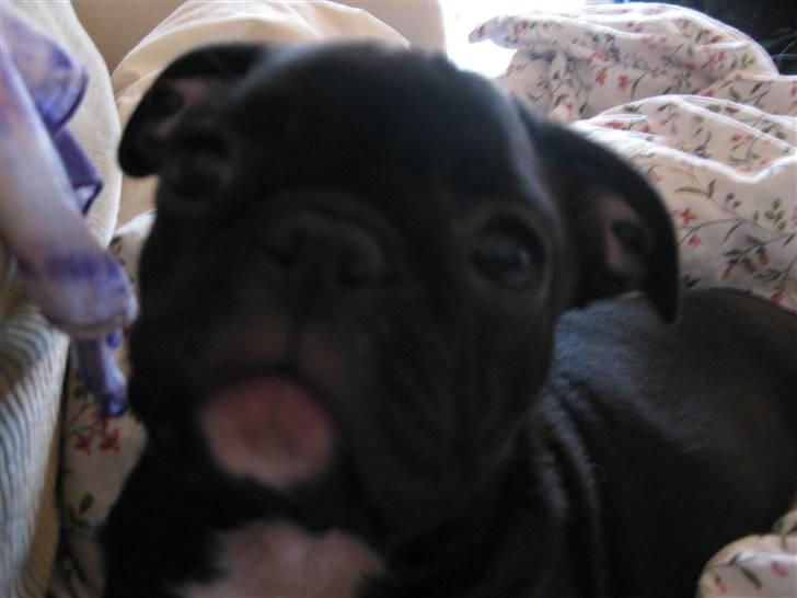 Blanding af racer Bertha Mops/Fr.bulldog billede 6