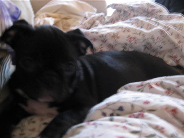 Blanding af racer Bertha Mops/Fr.bulldog billede 7