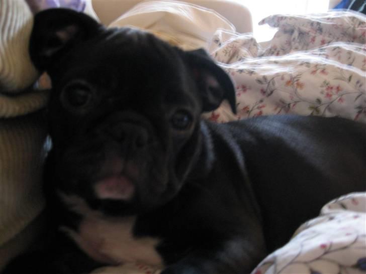 Blanding af racer Bertha Mops/Fr.bulldog billede 8